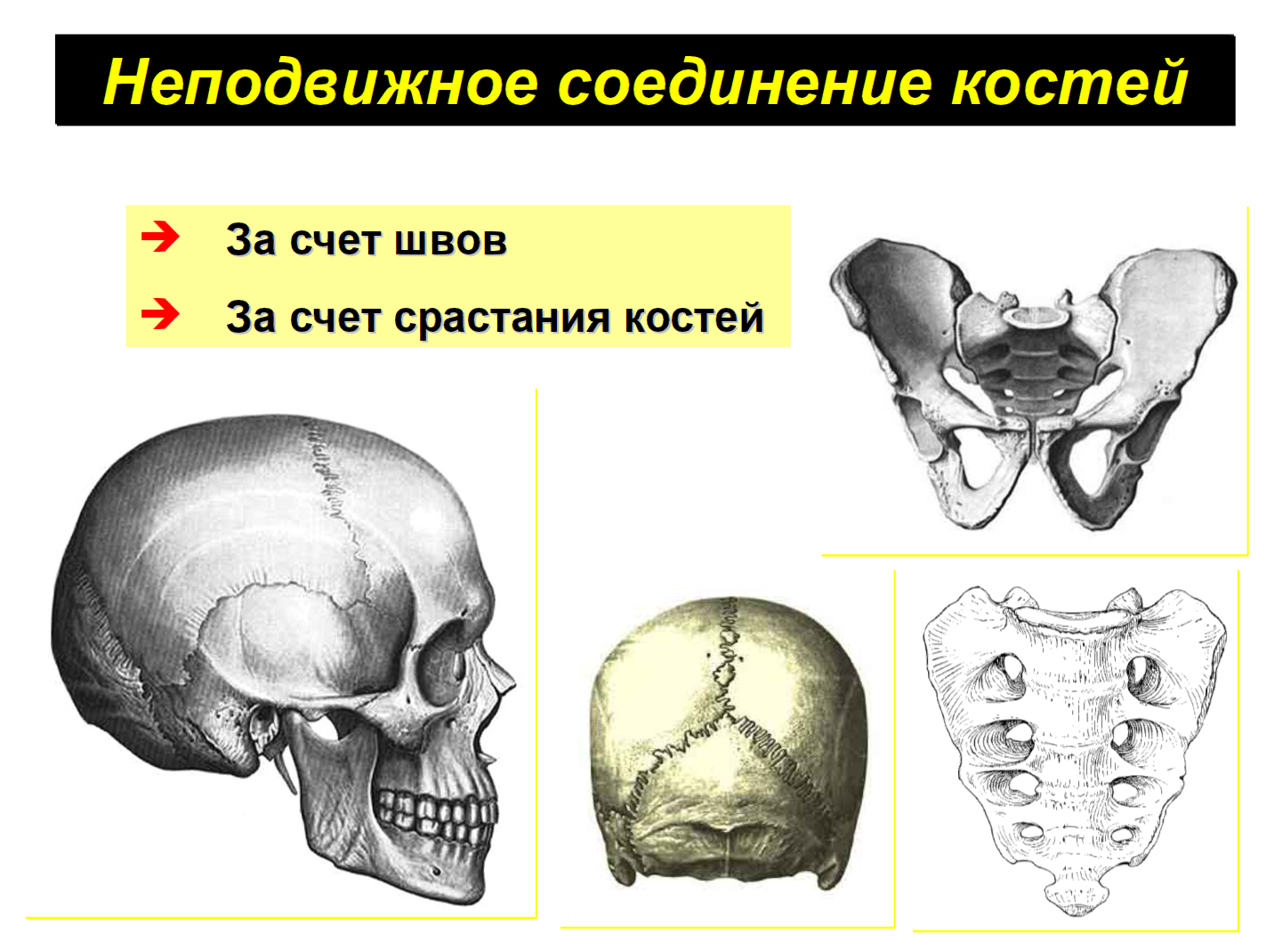 Кости скелета человека соединены неподвижно. Неподвижные полуподвижные и подвижные соединения костей. Кости черепа неподвижные соединения. Кости с неподвижным соединением. Типы соединения костей.