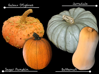 squash varieties, butternut, jamboree