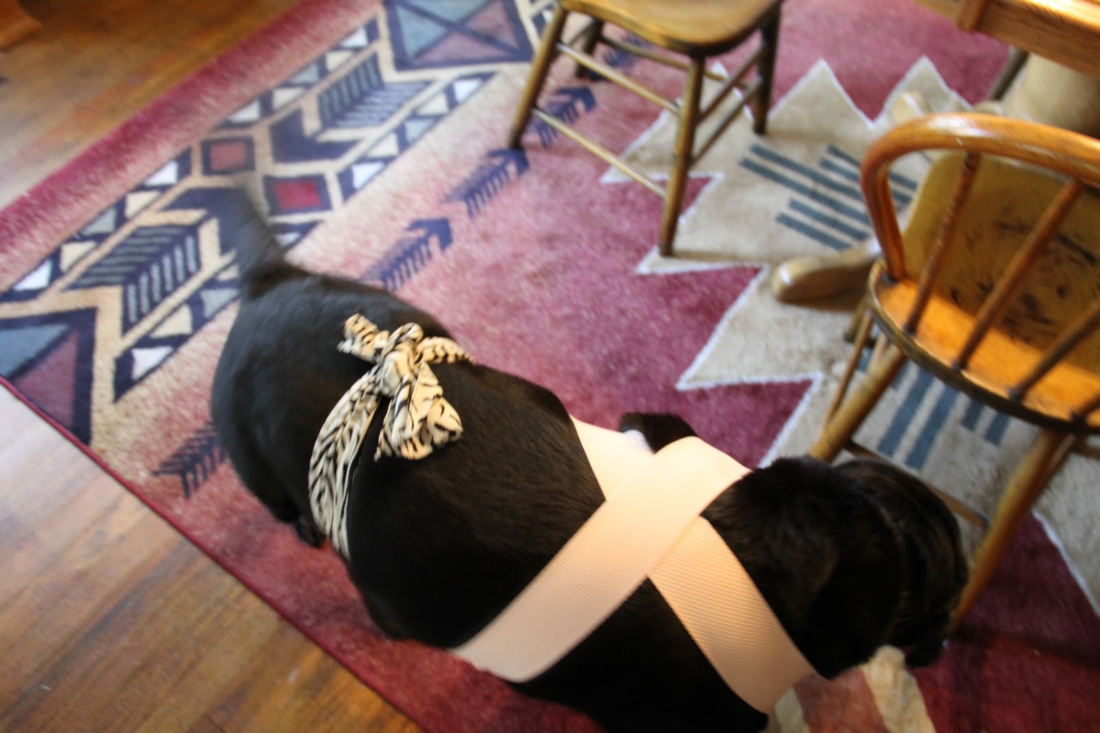 THE BOOK OF BARKLEY DIY Thundershirt