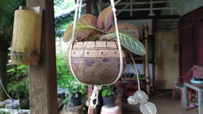 Pot bunga tempurung unik