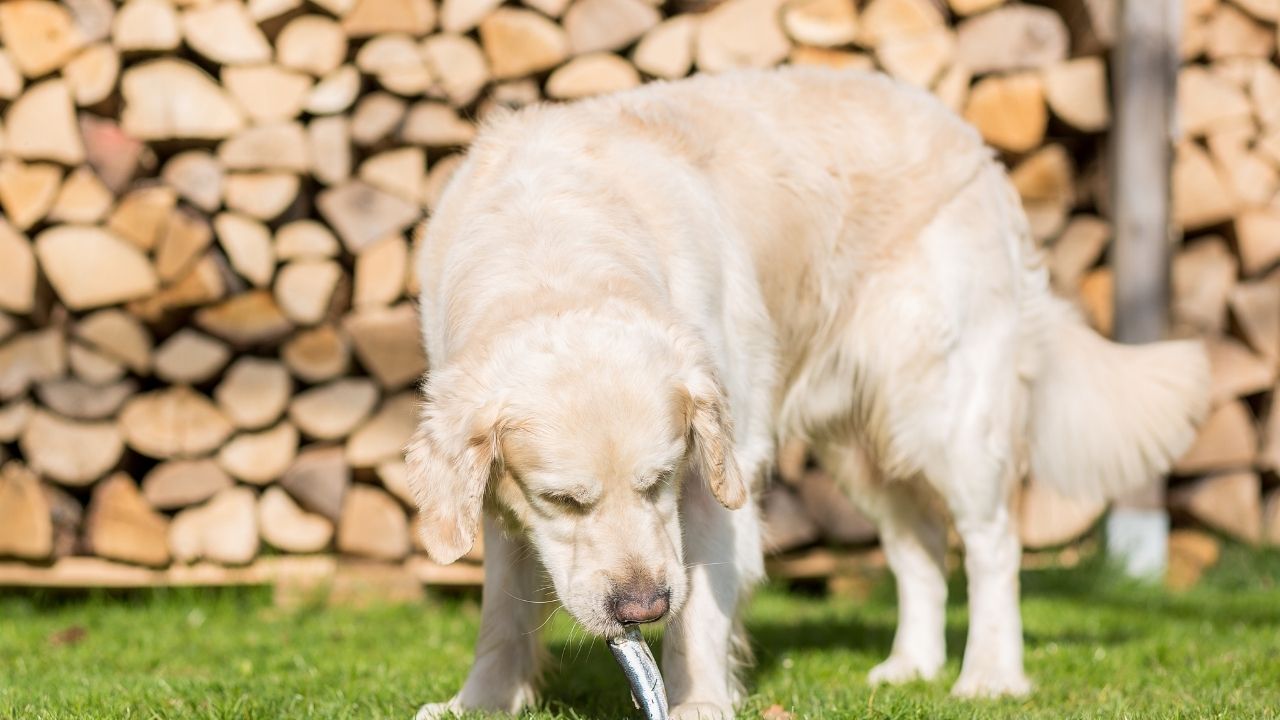 Can Dogs Eat Cod Fish?