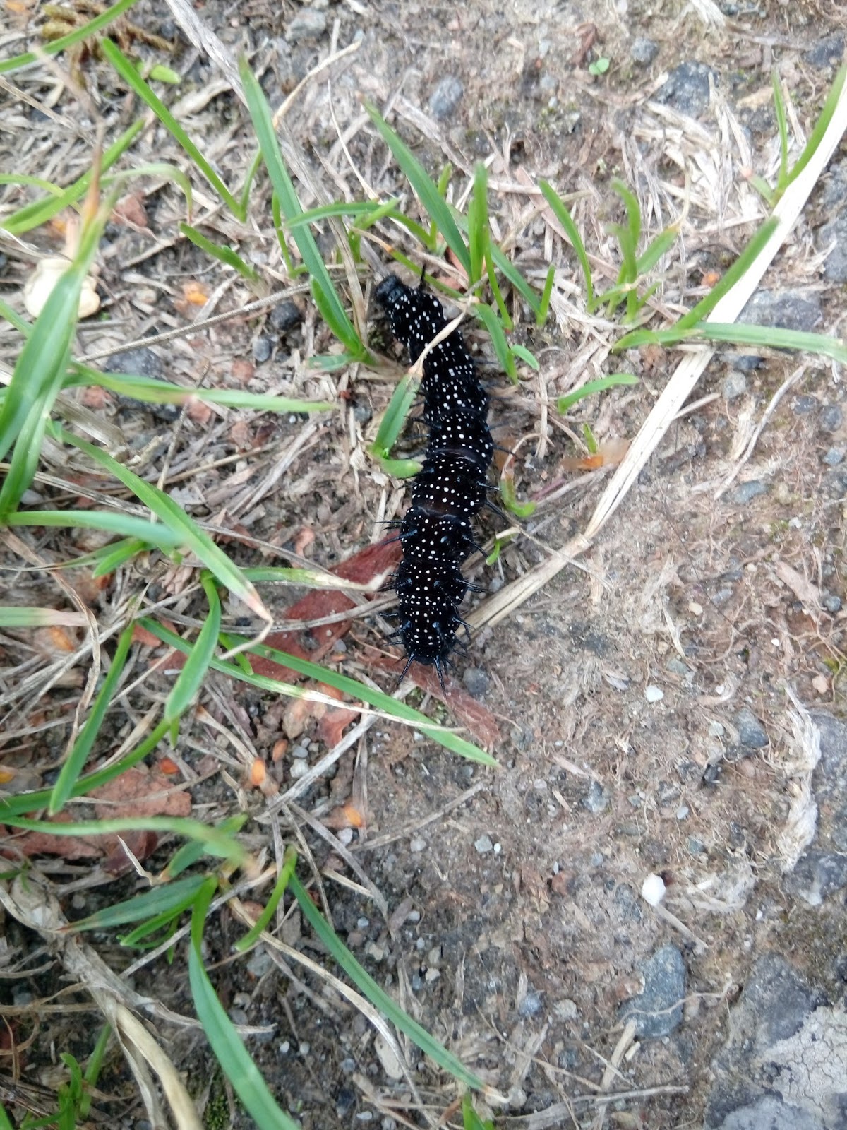 La petite fée du bricolage Camille la petite chenille du paon du jour