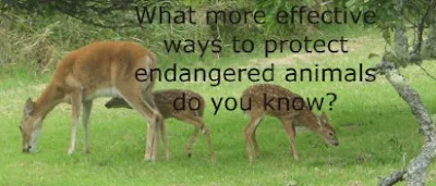 ways to protect endangered animals