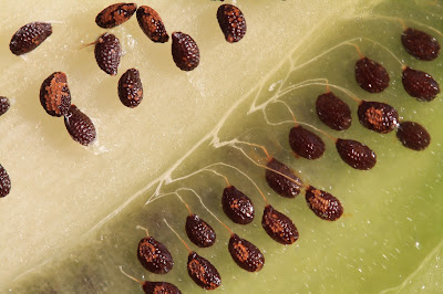 Kiwi Seeds Up-Close, Connected to Styles
