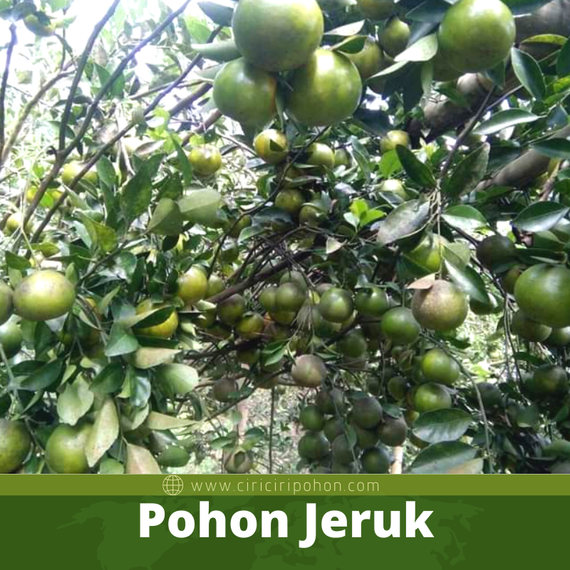 Pohon Jeruk