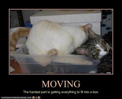 funny-pictures-cats-do-not-fit-in-box.jp