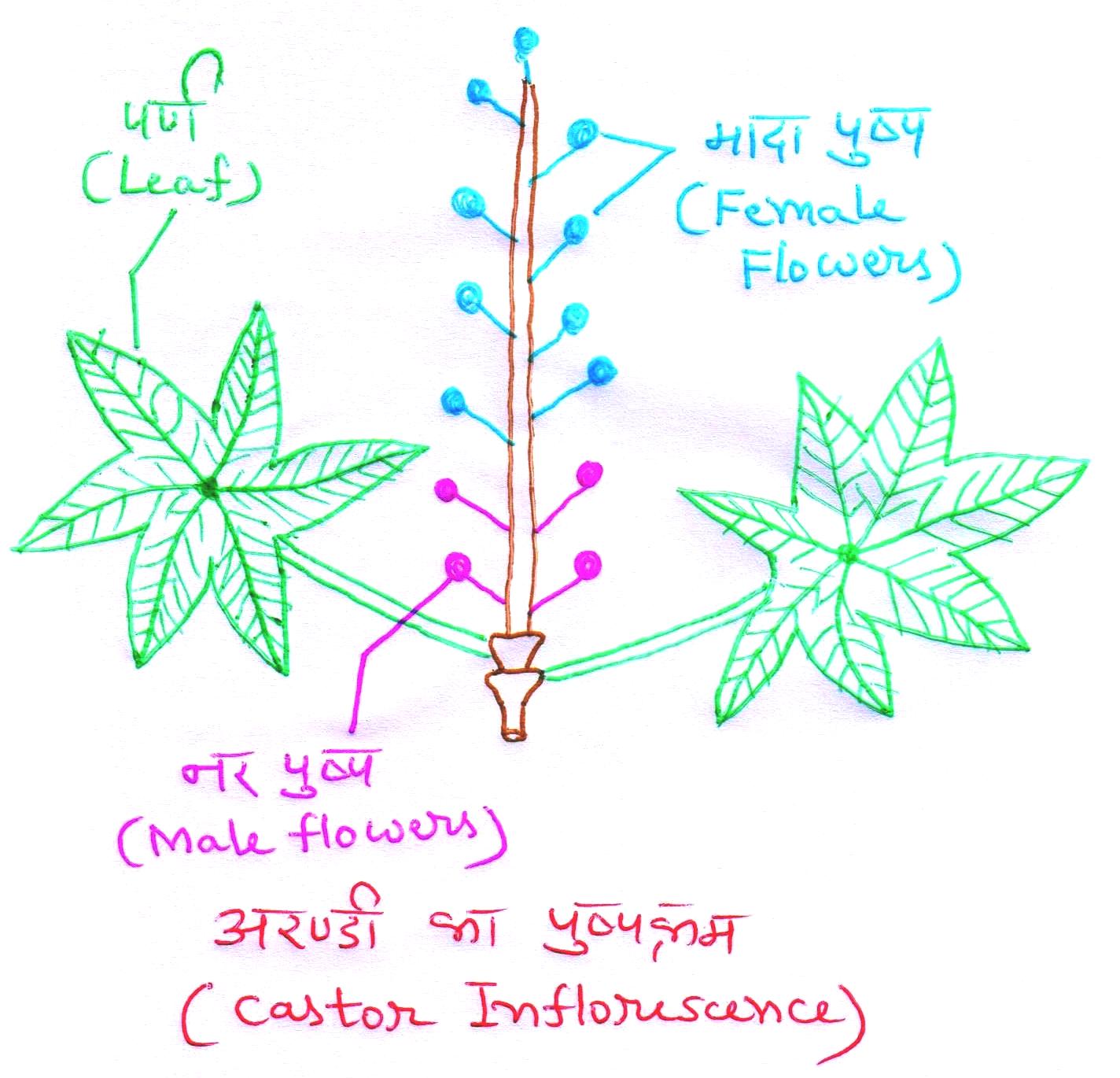 Castor Crop Improvement