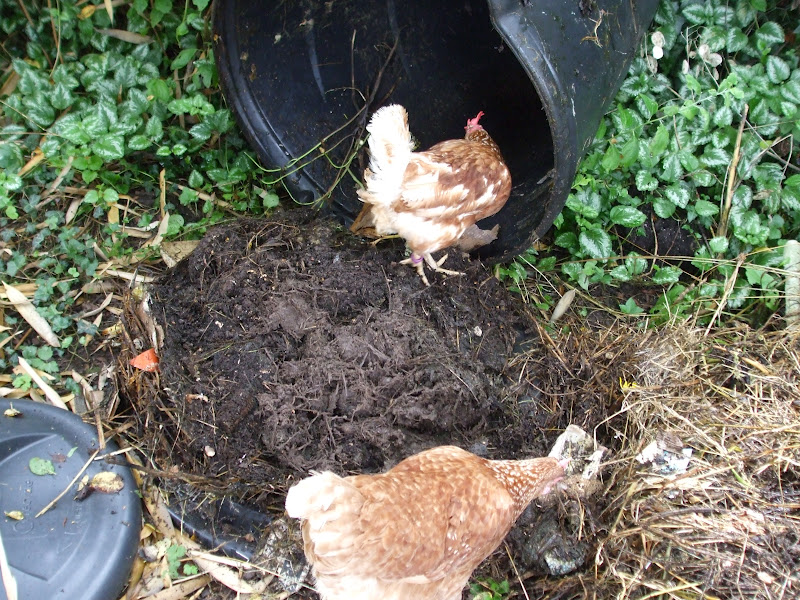 The Compost Bin: Hot Bin trial after 4 weeks - first sight behind the ...