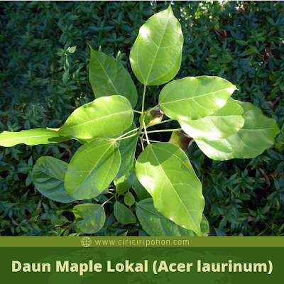 Daun Maple Indonesia (Acer laurinum)