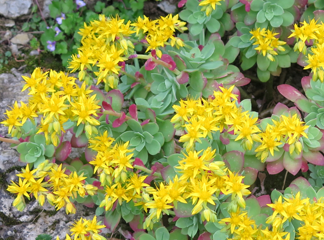 Glosario botánico con imágenes - letra P