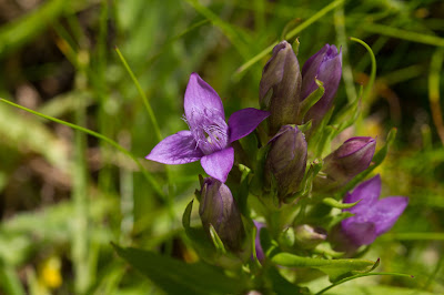 Genzianella campestre – Field Gentian with four petals.