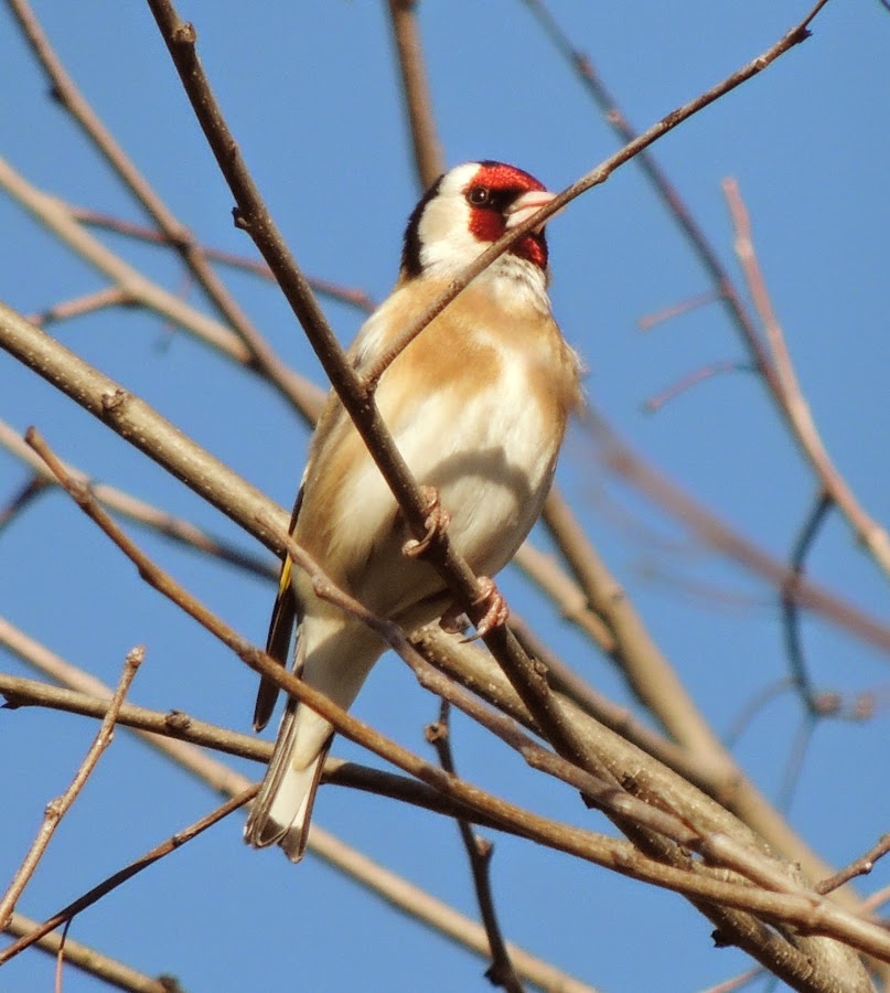 Carduelis carduelis