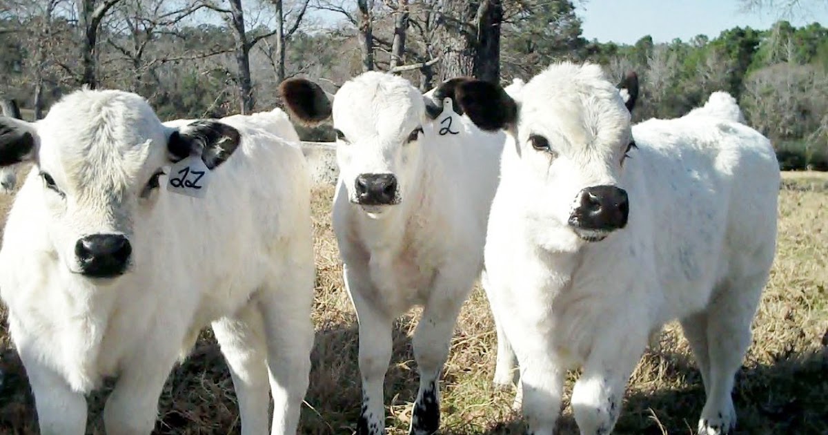 British White Cattle Pros and Cons, Facts, Price