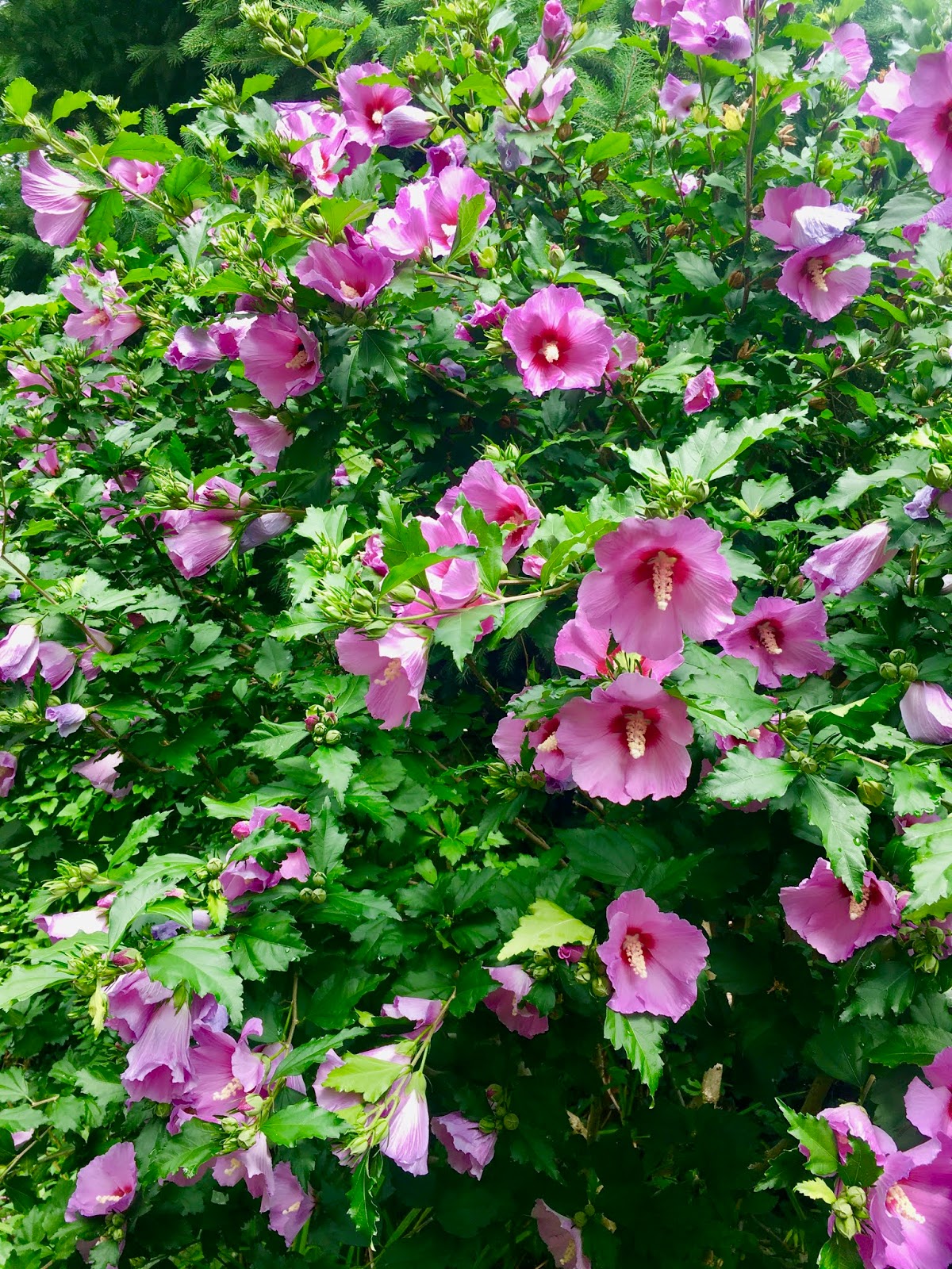 a prisoner of comfort a prisoner of comfort Beth Kaplan