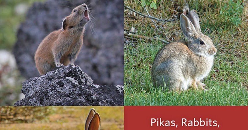 pikka tiny rabit pikka tiny rabit