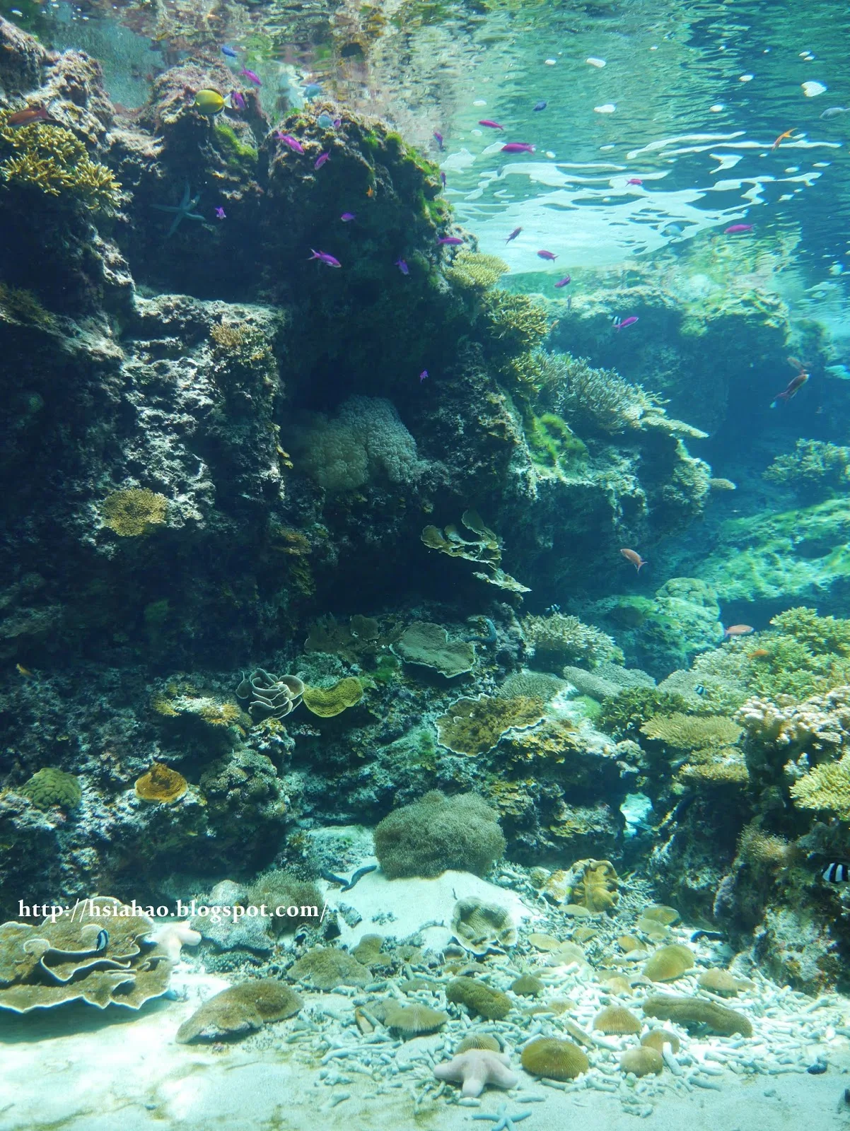 沖繩-海洋博公園-美麗海水族館-魚-景點-自由行-旅遊-旅行-okinawa-ocean-expo-park-Churaumi
