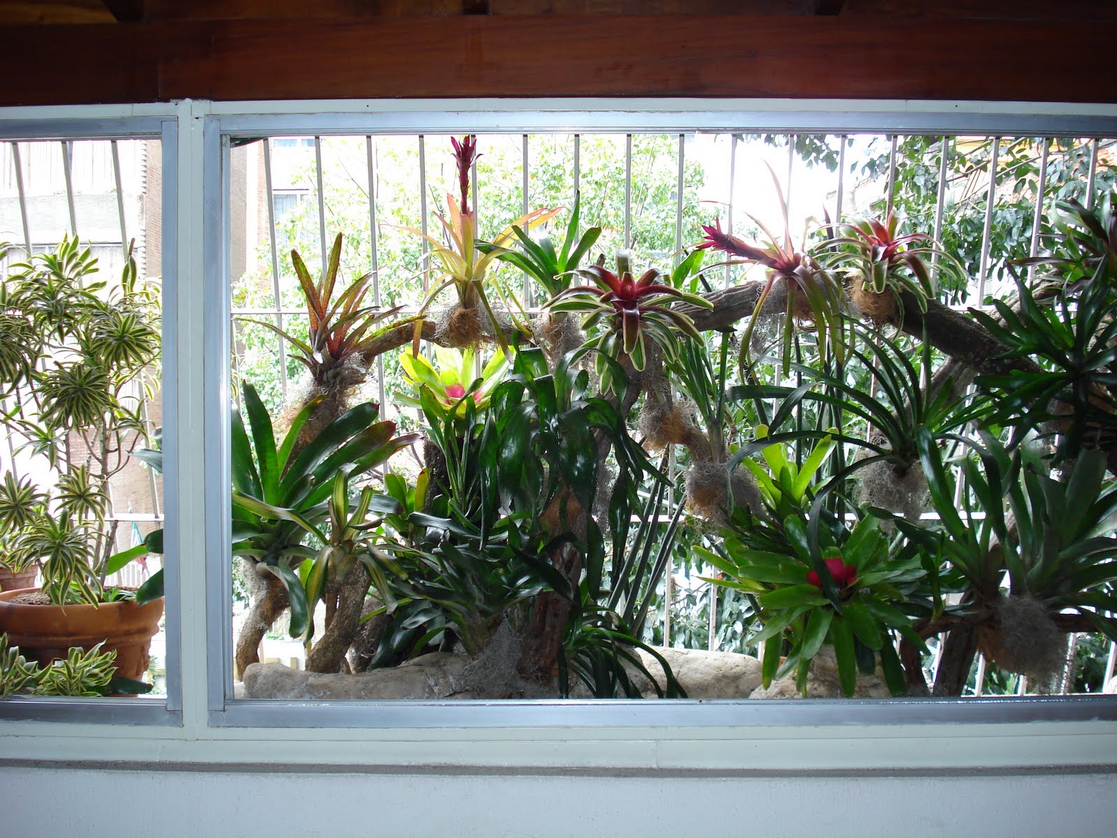 LA TIENDITA DEL BONSAI Y PAISAJISMO: JARDINES - BONSAI - PAISAJISMO