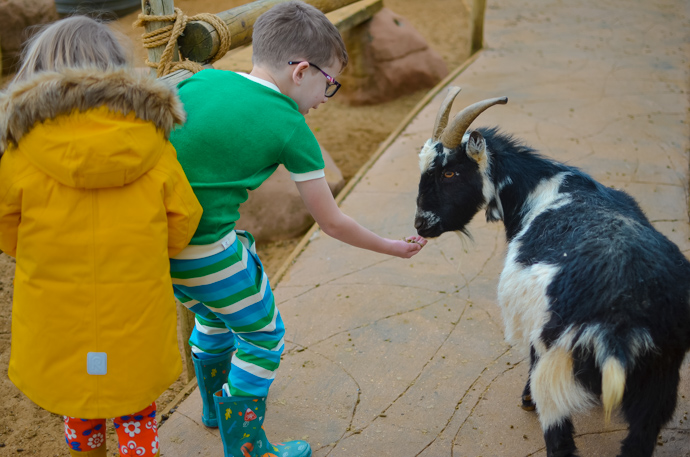 Colchester zoo, visit Essex, Colchester with children