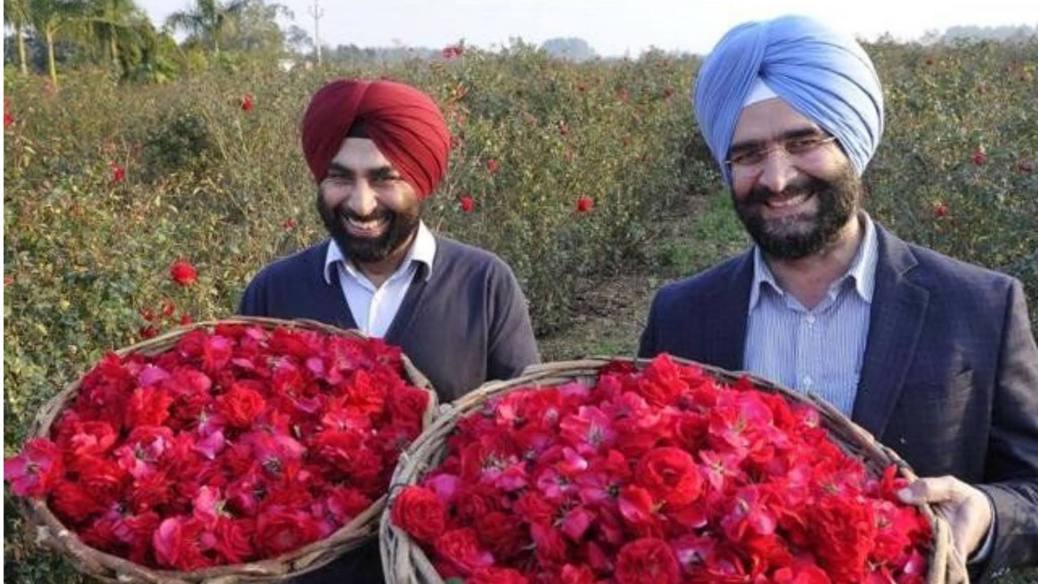 Rose farming : मुनाफे की महक के लिए करें गुलाब की खेती