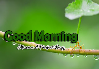 Beautiful-Good-Morning-4k-Images-Download-For-GF-Friend