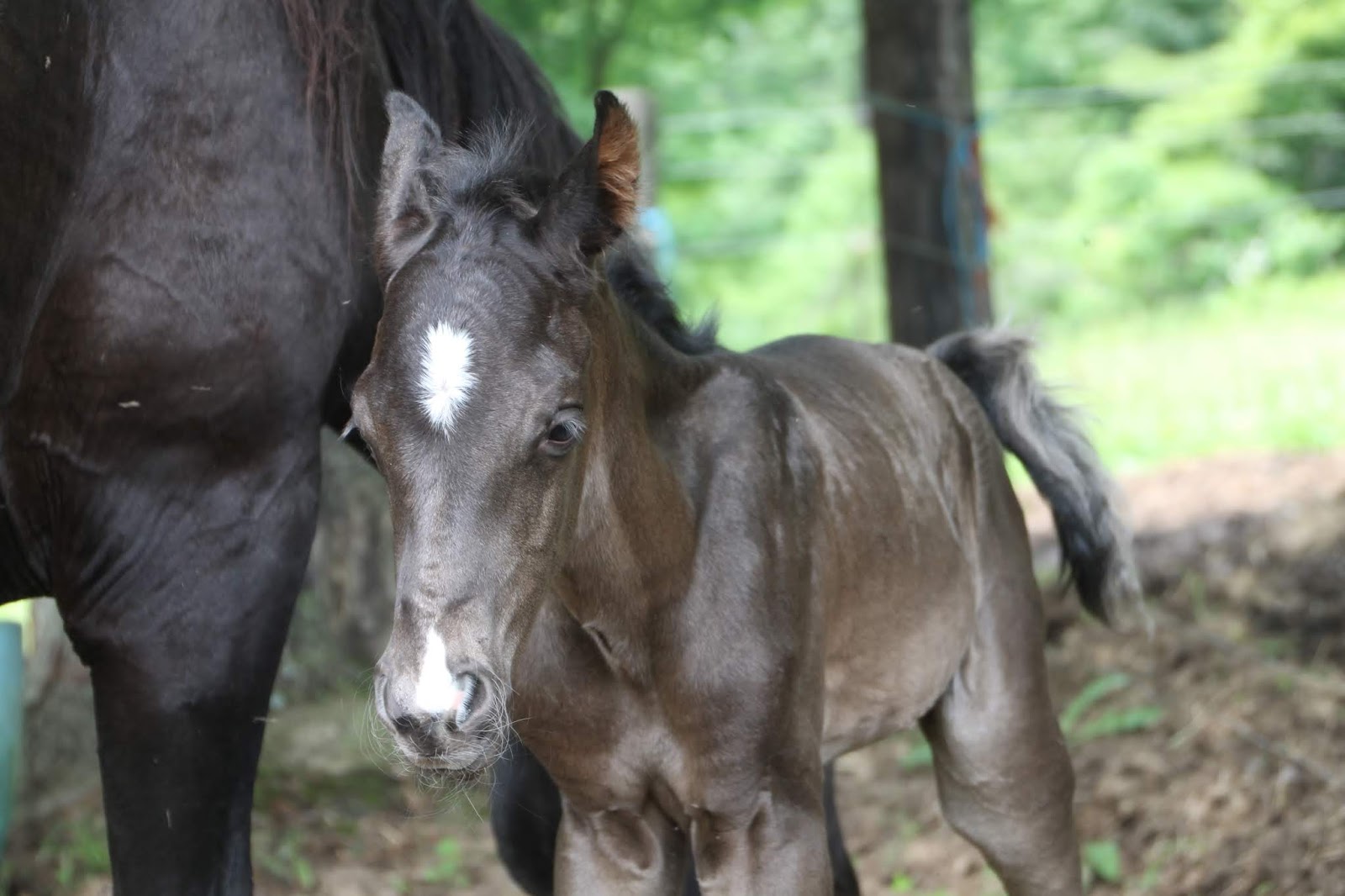 Day 1 Nasr the baby Arabian horse
