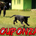 Basic Dog Training Methods