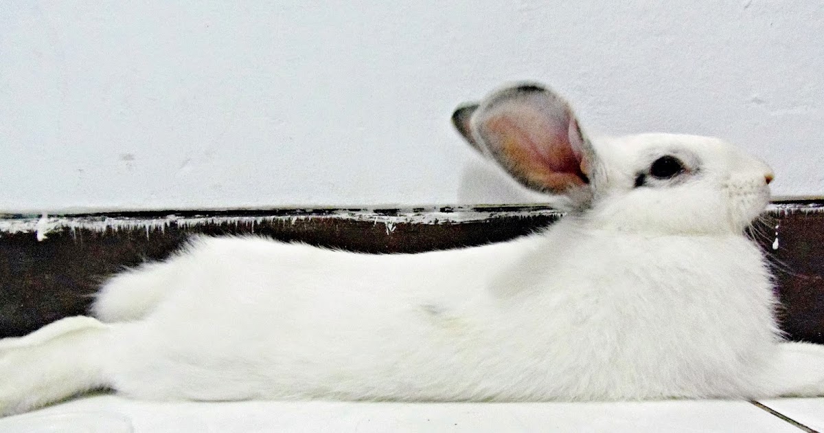 Sisi Negatif Memelihara Kelinci