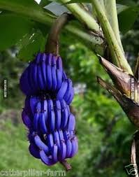 Mudflower: Fake Blue Banana Seeds