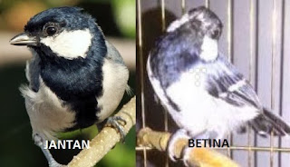 Burung Gelatik Tips Cara Mudah Membedakan Burung Gelatik Jantan Dan Betina