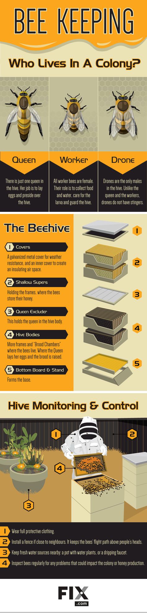bee keeping infographic
