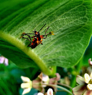Chauliognathus, soldier beetle, on milkweed