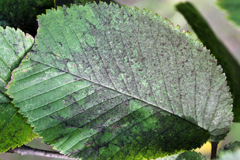 Sooty mold on vegetation during aphid infestation in Alpharetta Ga