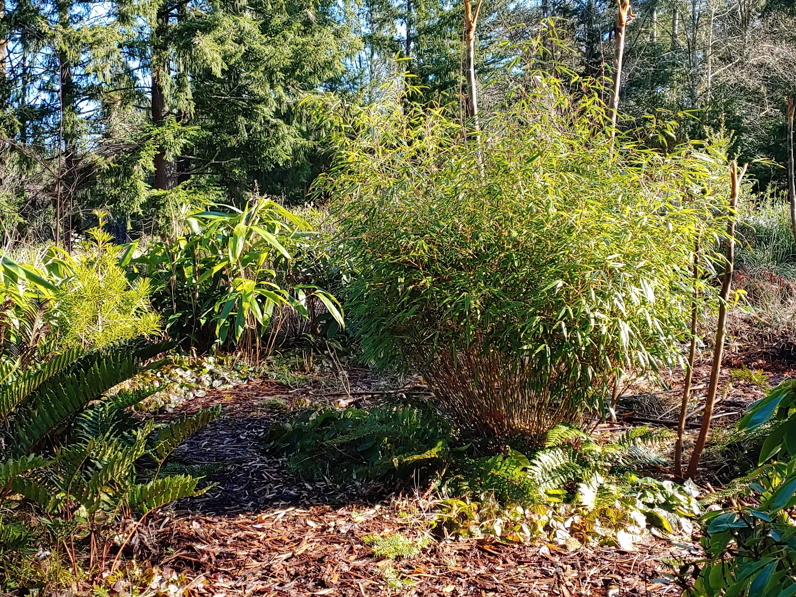 Bamboo pruning clumping bamboos