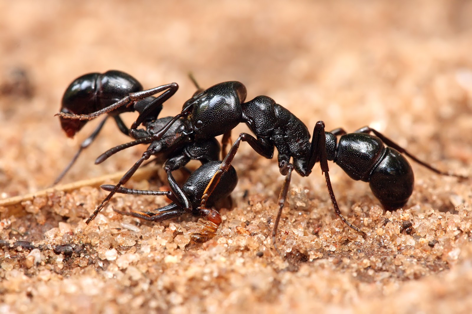 Ants | Amazing Facts & Latest Pictures | The Wildlife