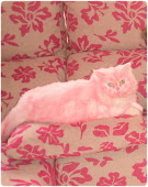 Mi gata Itinia teñida de rosa.