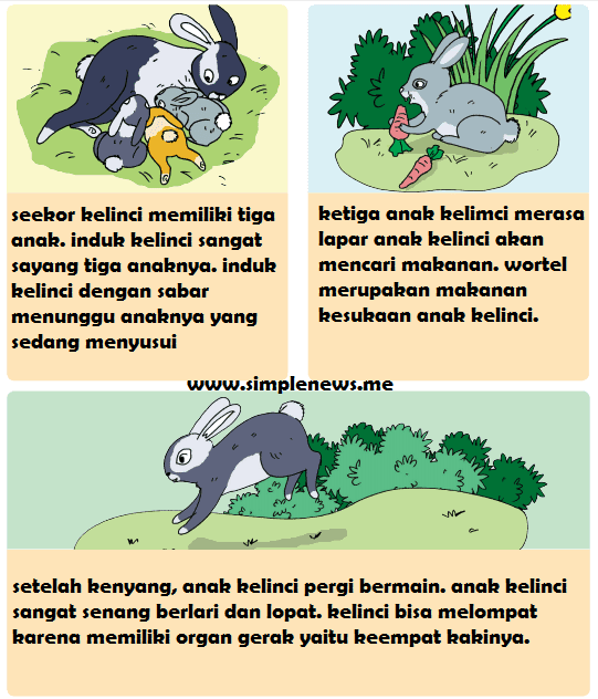 Contoh Model Kerangka Hewan Vertebrata Kelinci 