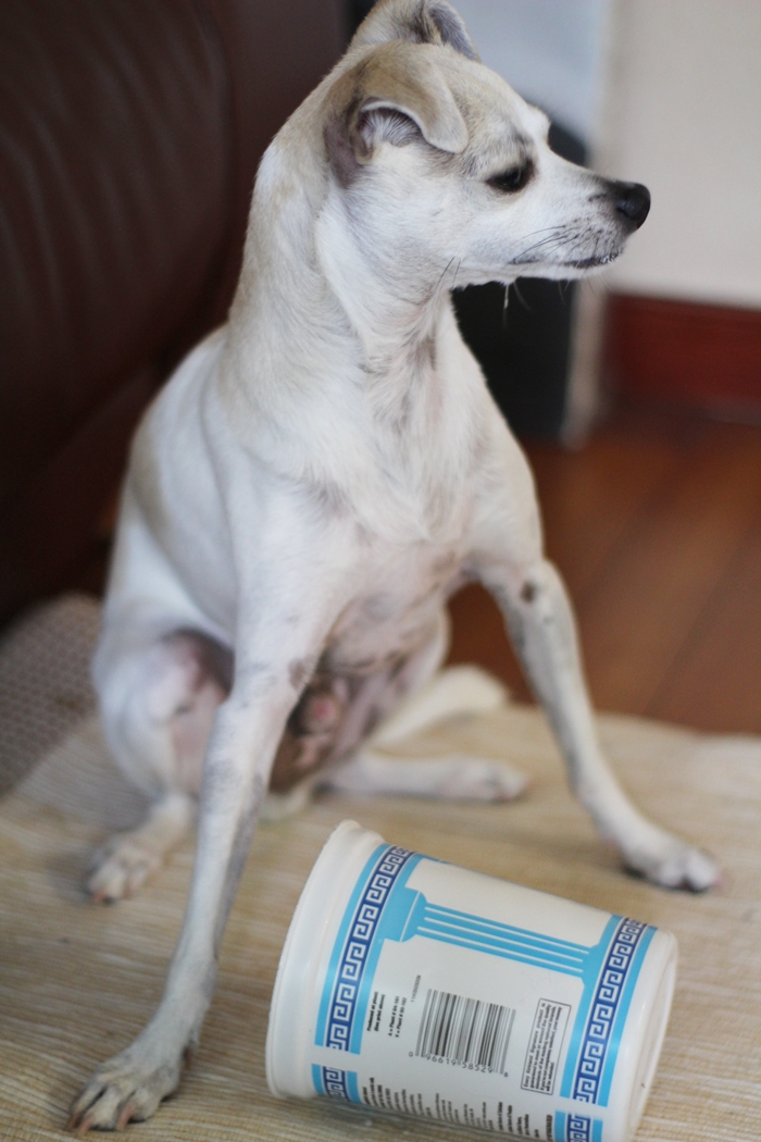 HAPPYHAZEL HAPPY's DIY DOG TREAT & DIY DOG TOY!