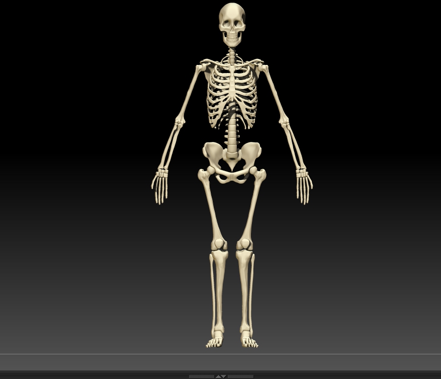 Поверхность скелета. Женский скелет. Женский скелет человека. Женщина и скелет красивые. Женский скелет детально.
