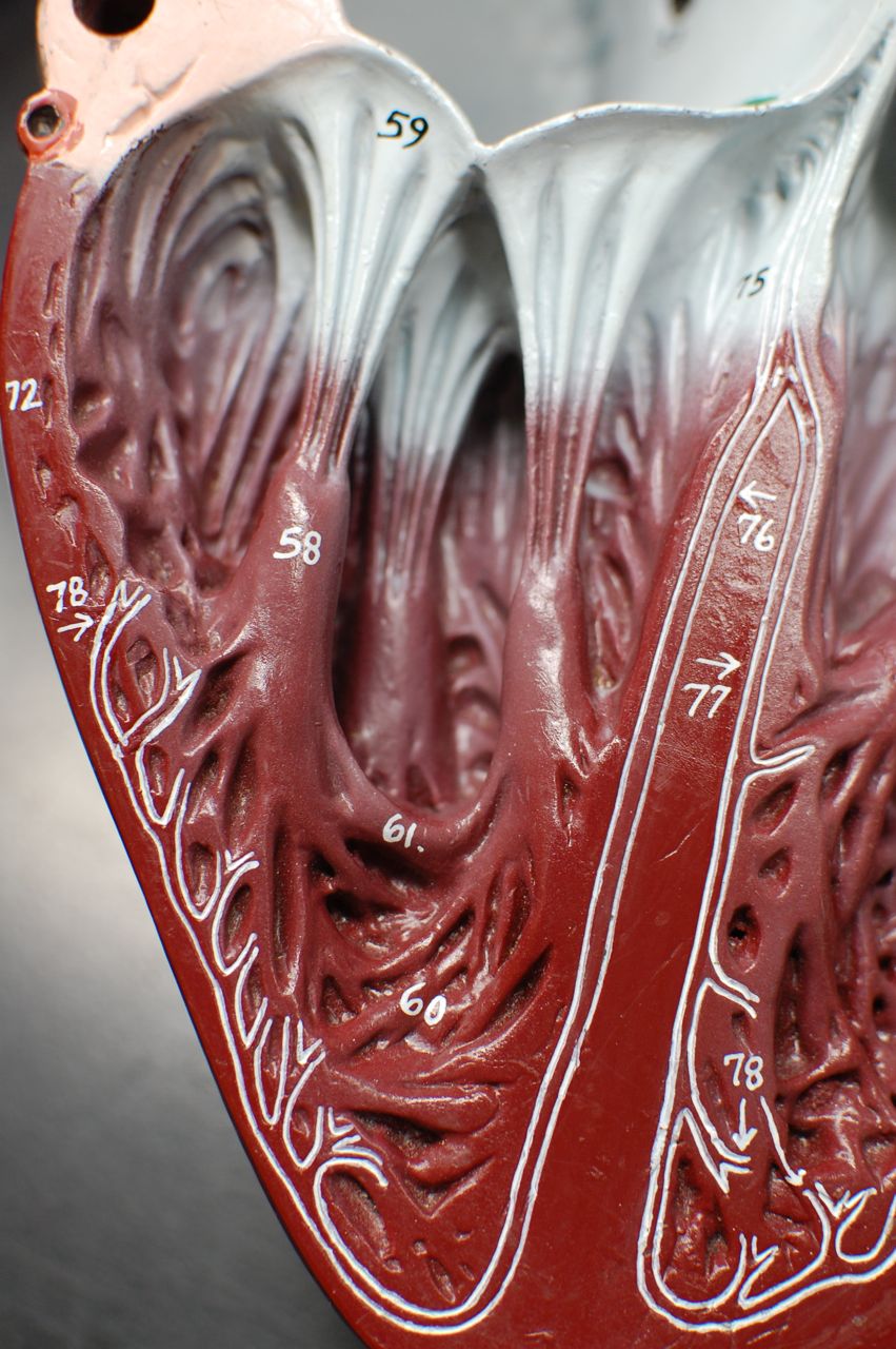 Human Anatomy Lab Heart Models