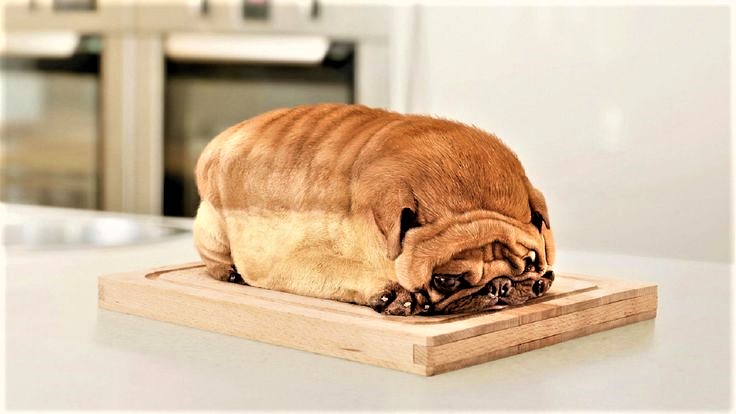 Fieggentrio: Daar lusten de honden geen brood van