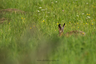 Wildlifefotografie Naturfotografie Lippeaue