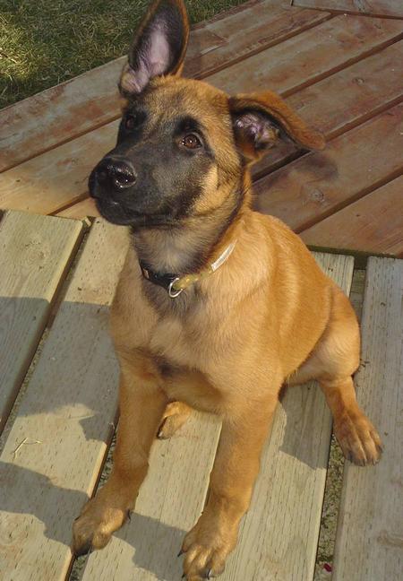 The dog in world: Belgian Malinois dogs