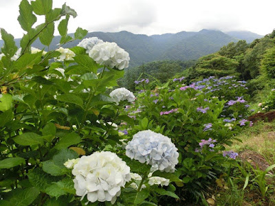 �����F����Ɏ��̃A�W�T�C