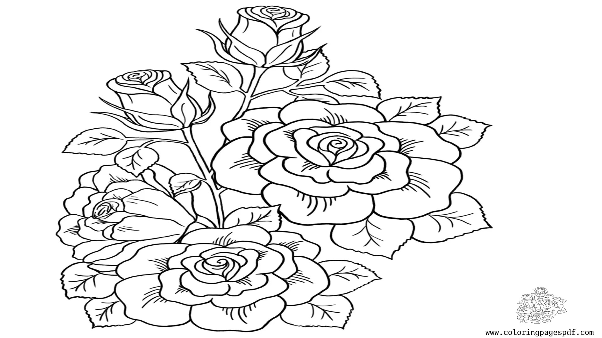 Coloring Page Of Beautiful And Multiple Roses