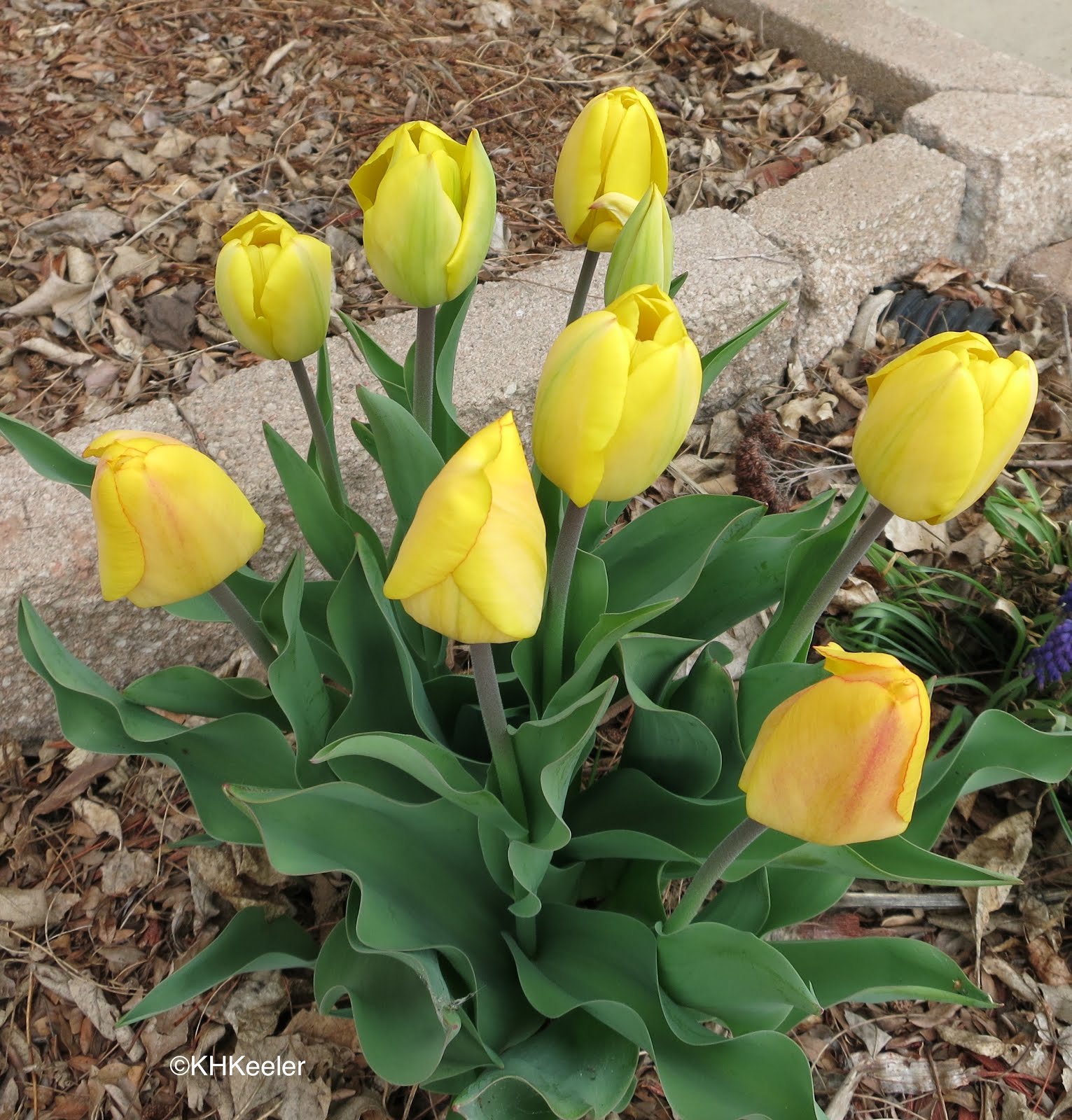 A Wandering Botanist Tulips and the Tulip Bubble Part 1