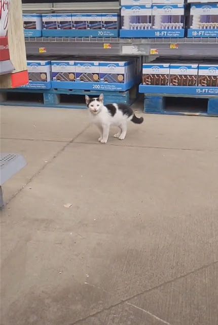 Woman had dreamt of adopting a stray cat and it happened in Walmart. She did great.