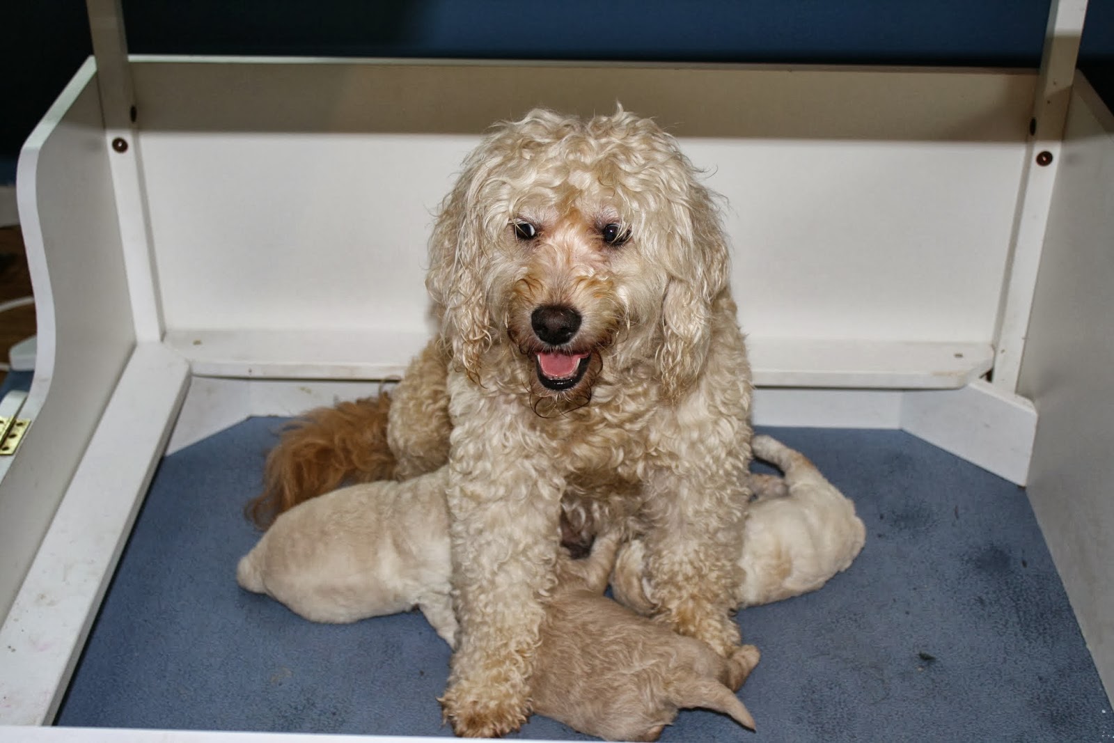 largest goldendoodle