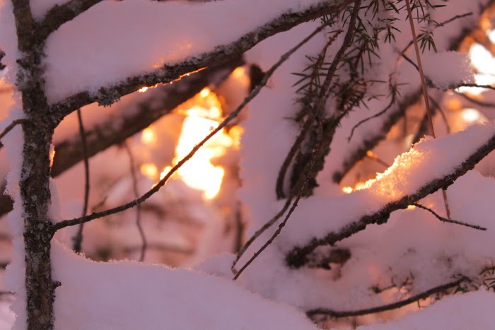 beautiful winter light - canon - finland - photography