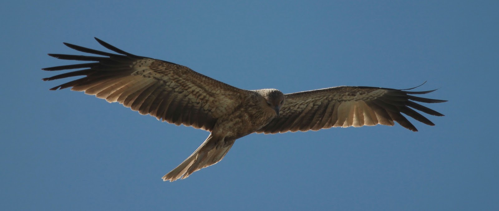 Richard Waring's Birds of Australia Kites around the backyard bird