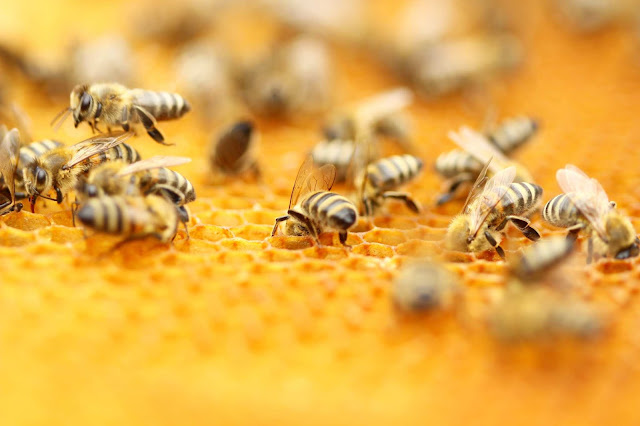 Bees in Honeycomb shutterstock 415877143 1 e1544896225148